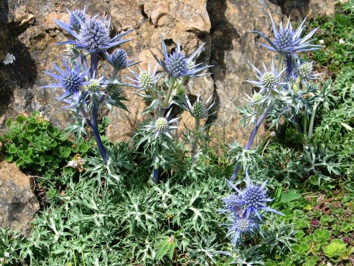 Landare multzoa