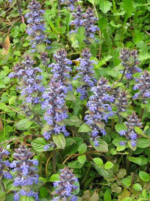 Landare multzoa