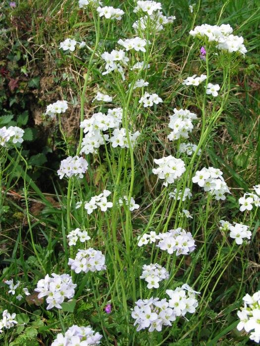 Landare multzoa