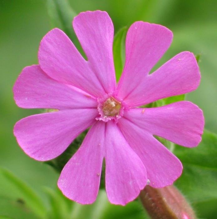 Lorea