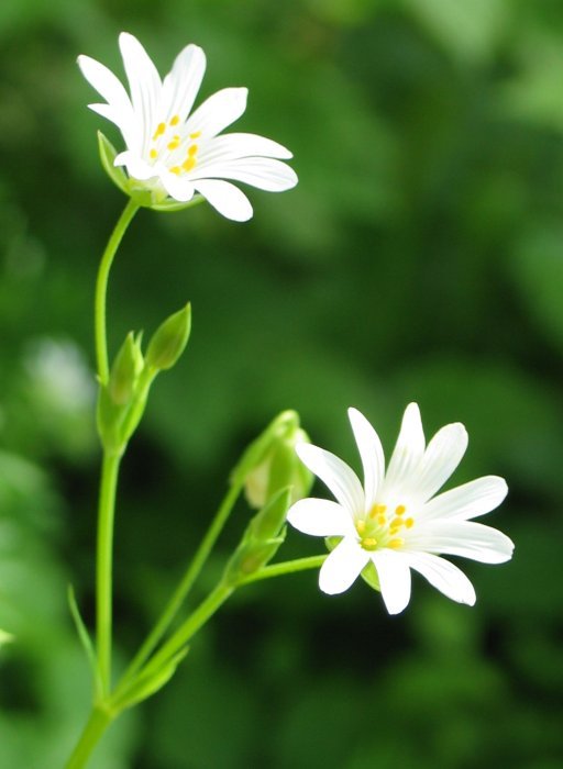 Loreak