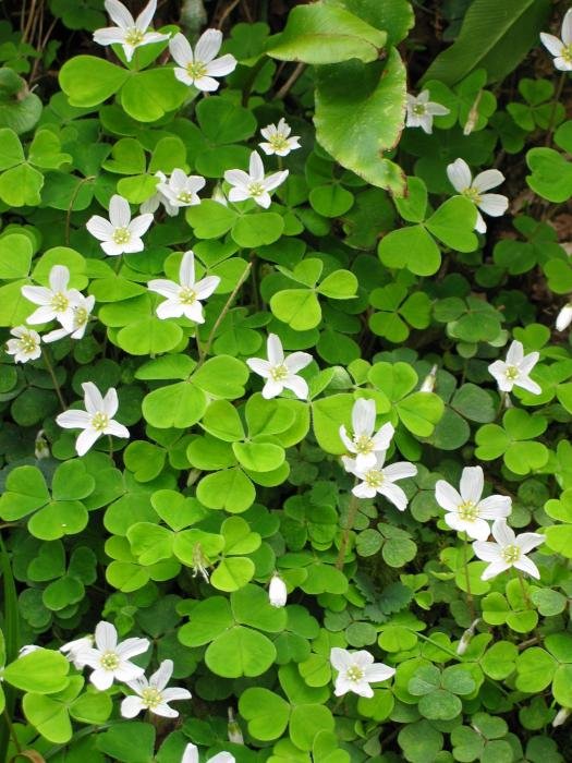 Landare multzoa