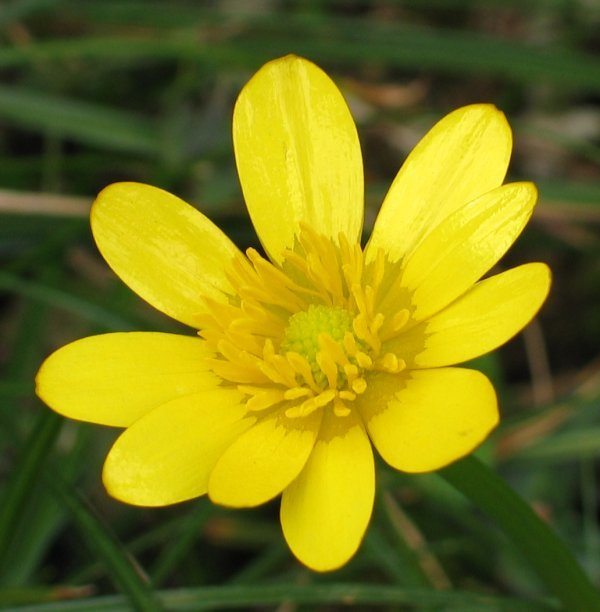 Lorea