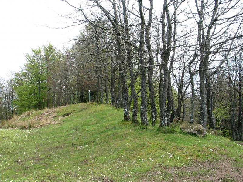 Arranoaitz gaina