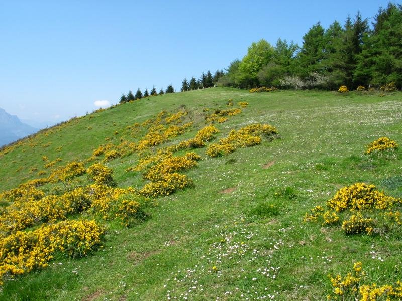 Tontorra Ekialdetik