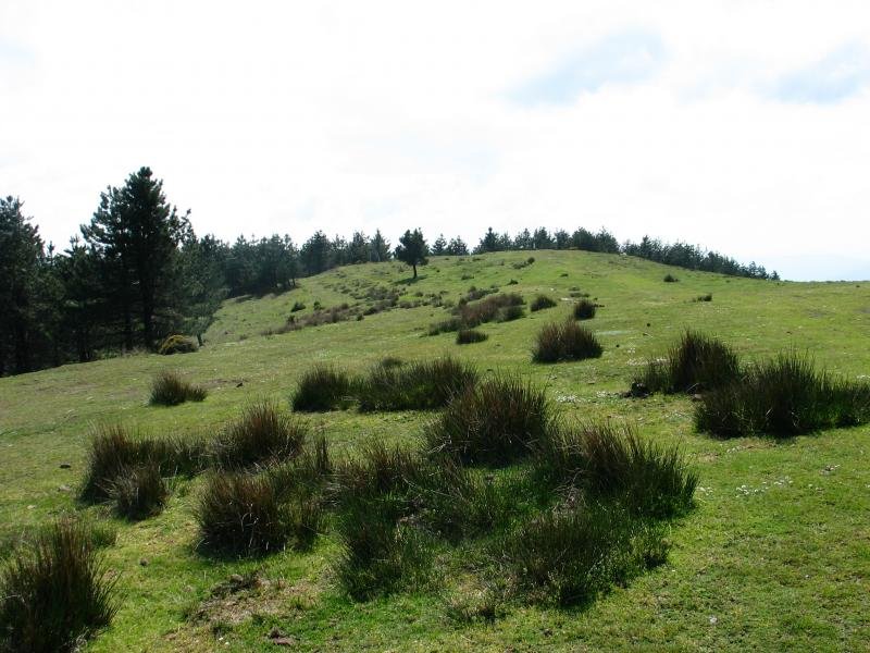 Tontorra