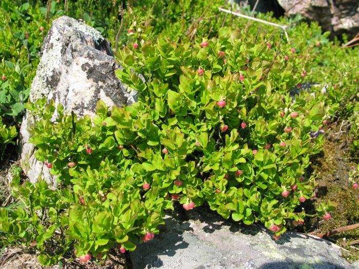 Landare multzoa