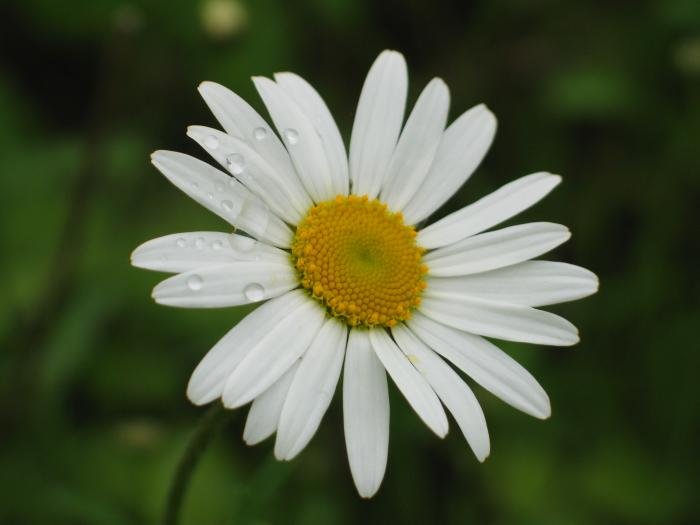 Lorea