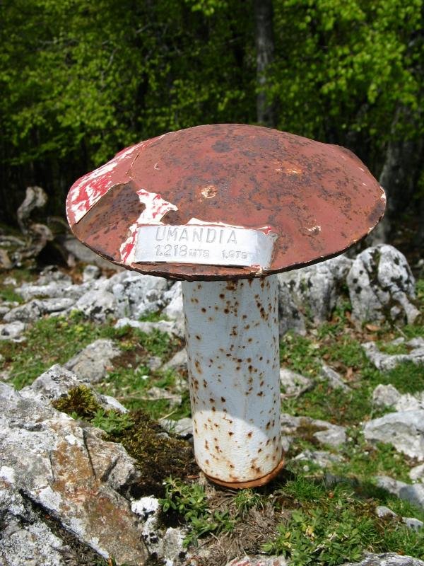 Buzoia