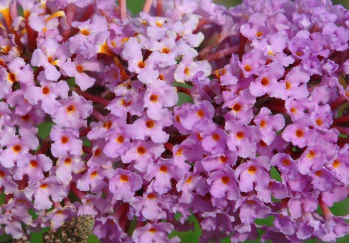 Loreen xehetasuna