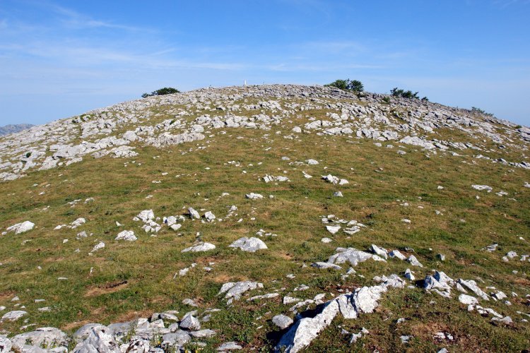 Tontorra ekialdetik