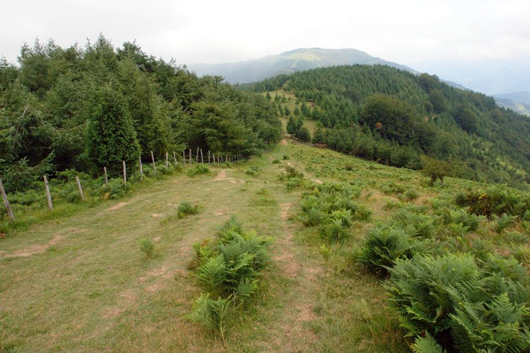IMko lepoa