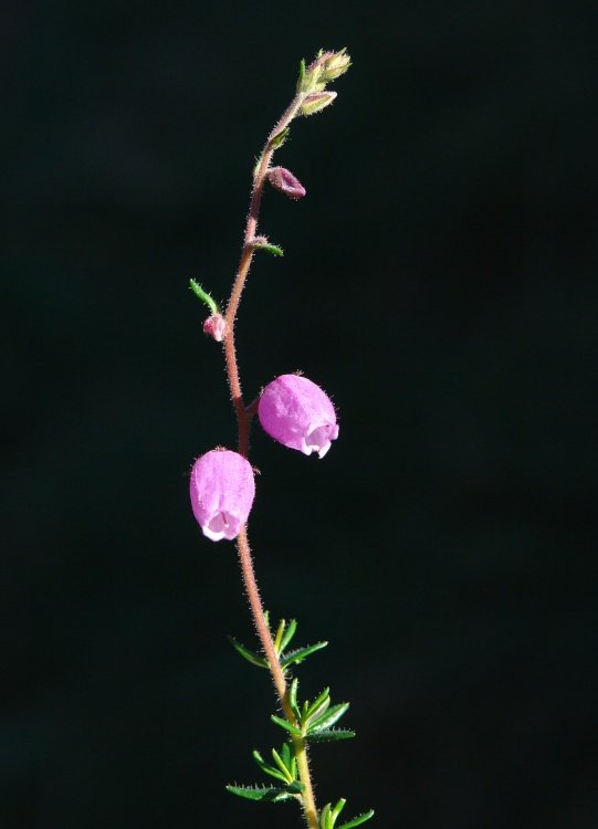 Daboecia cantabrica