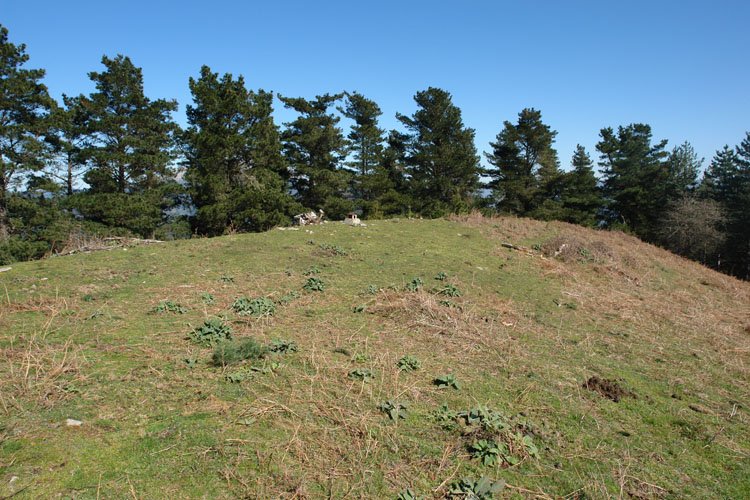 Tontorra