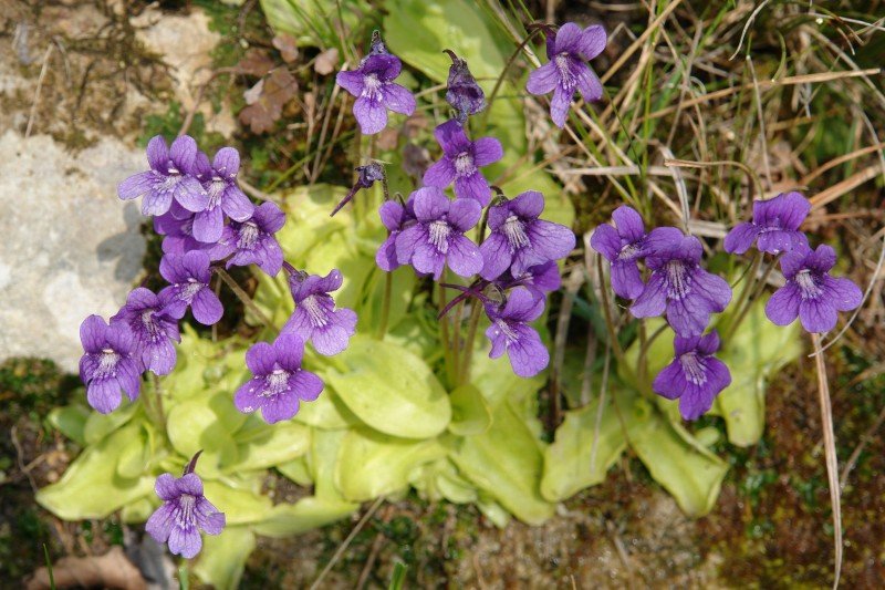 Lore multzoa