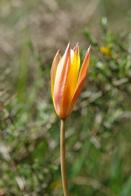 Lorea