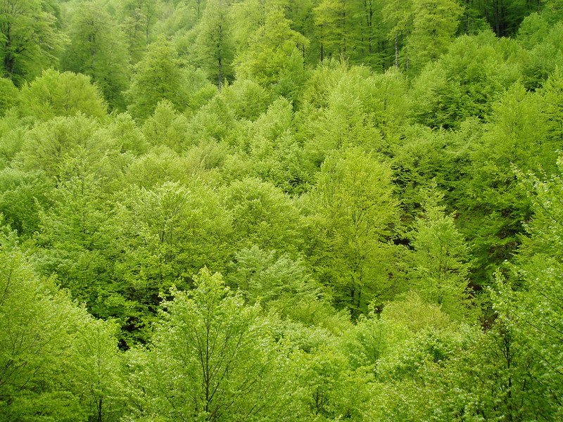 Pagadia udaberrian