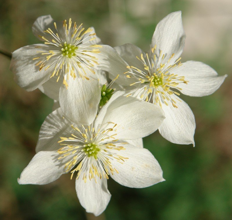 Loreak