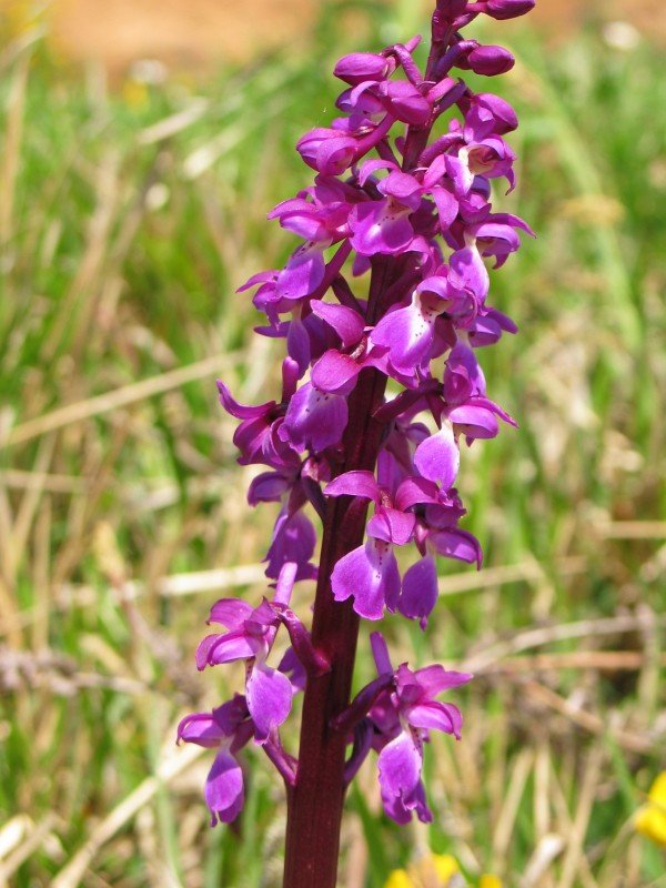 Loreak
