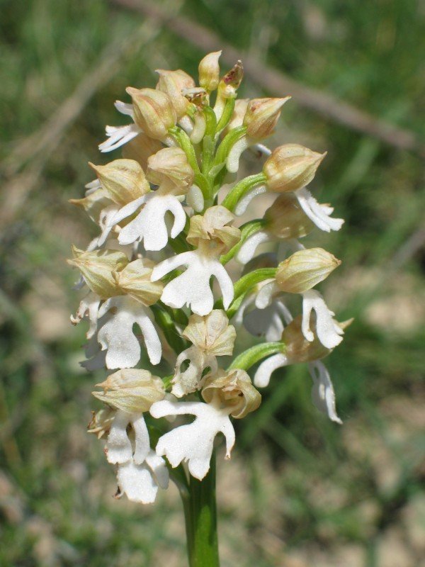 Loreak
