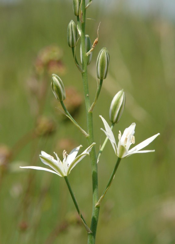 Loreak