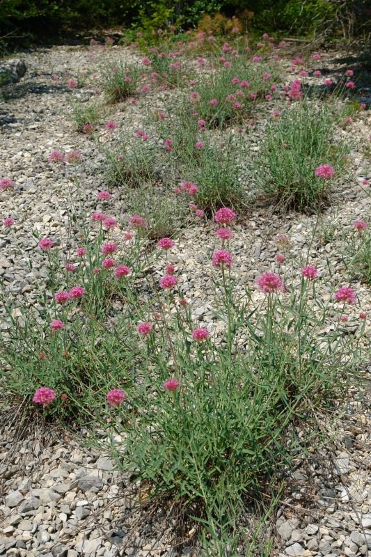 Landare multzoa