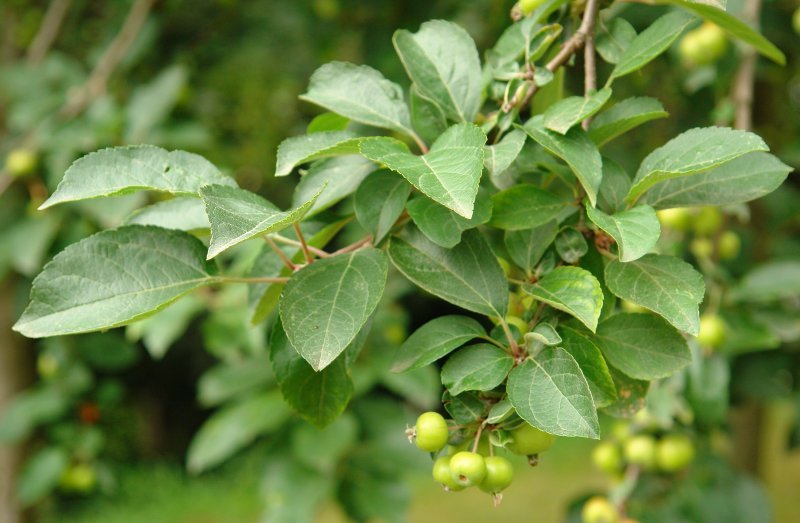 Hostoak
