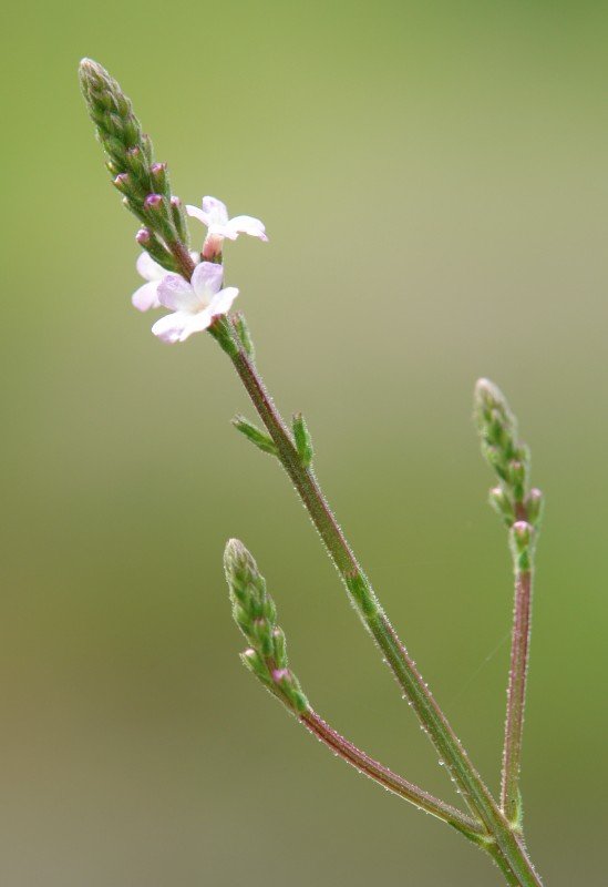 Loreak