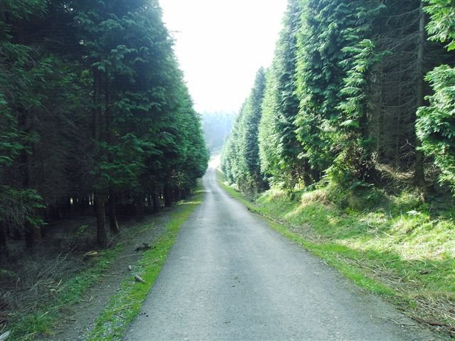 Pista