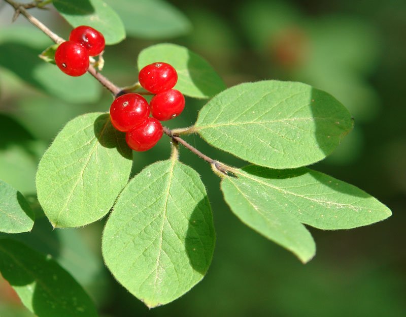 Lonicera xylosteum