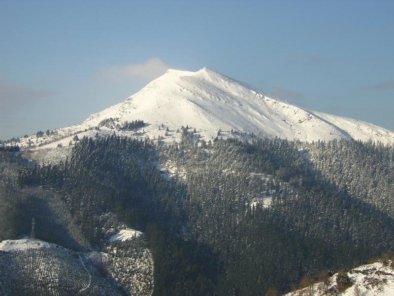 Belaute