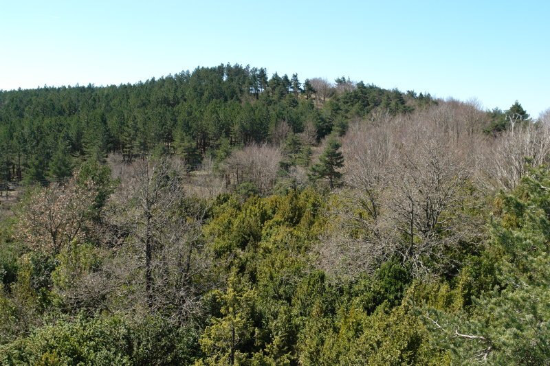Tontorra Ekialdetik