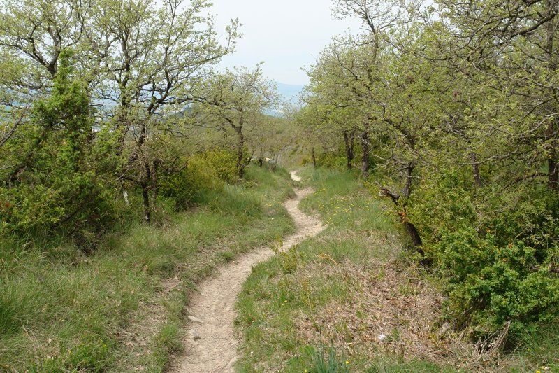 Bizkarreko bidea