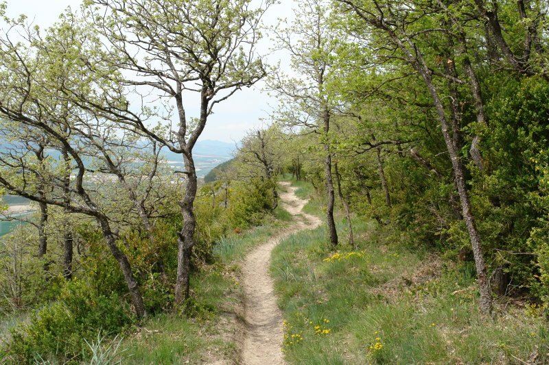 Bizkarreko bidea