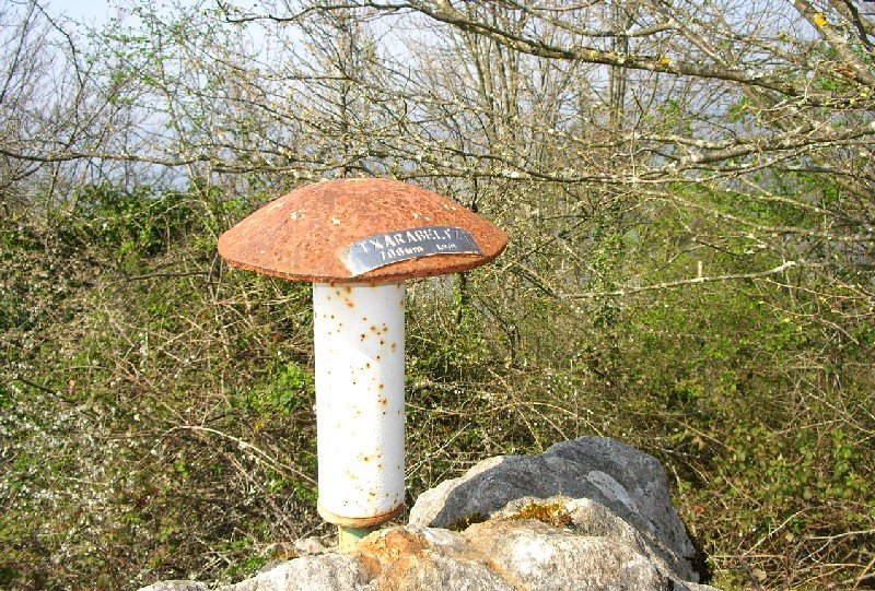 Buzoia
