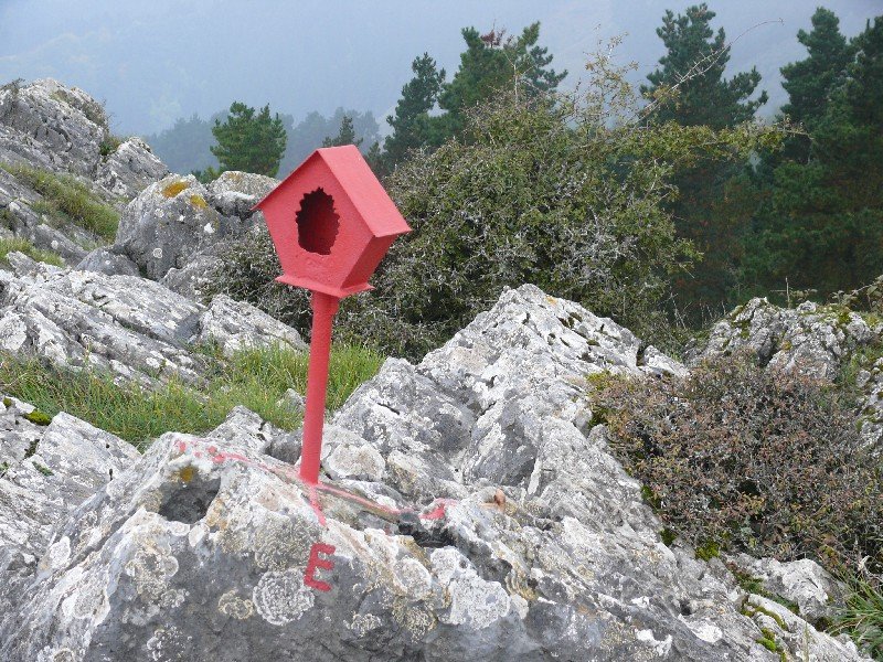 Buzoia