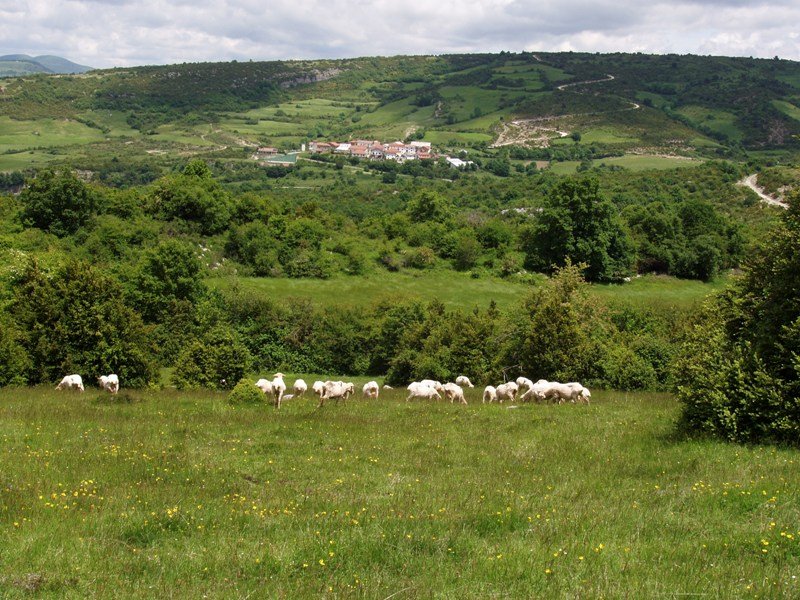 Aintzioa