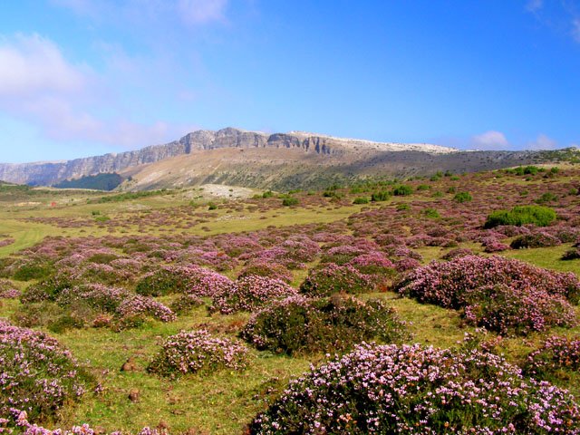 Tontorra