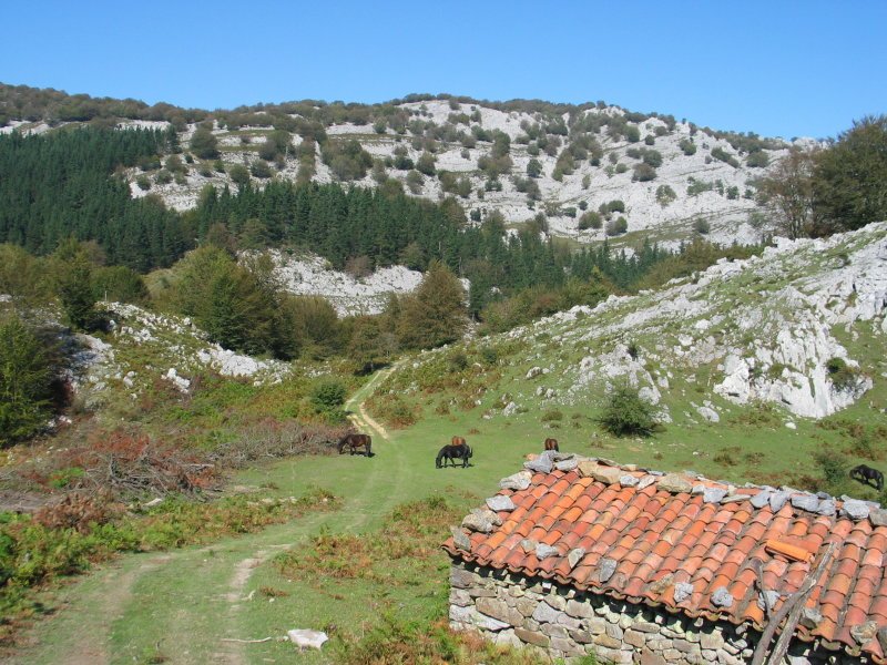 Mendebaldeko lepoa