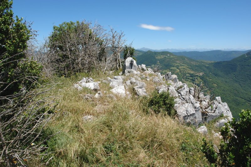 Buzoidun tontorra