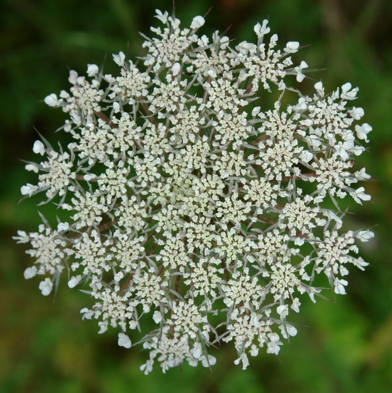 Ginbaila zabalik