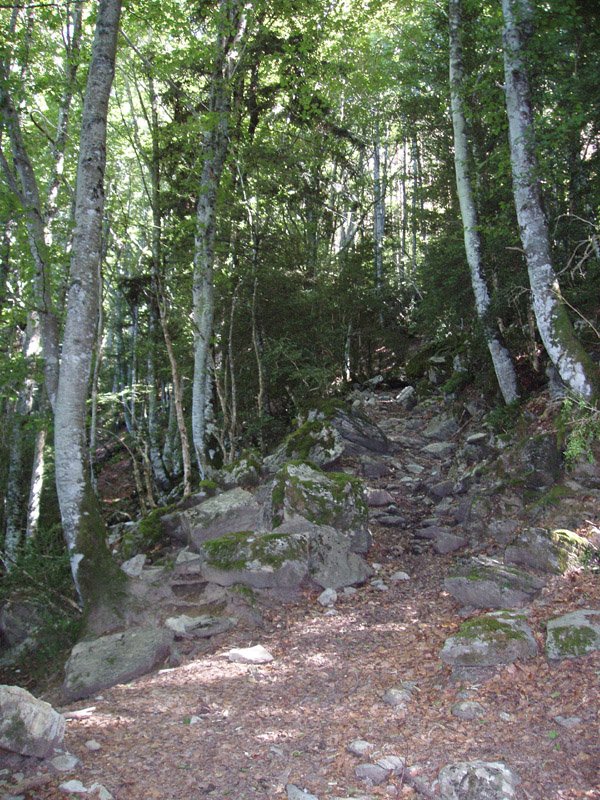 Basoko bide ederra