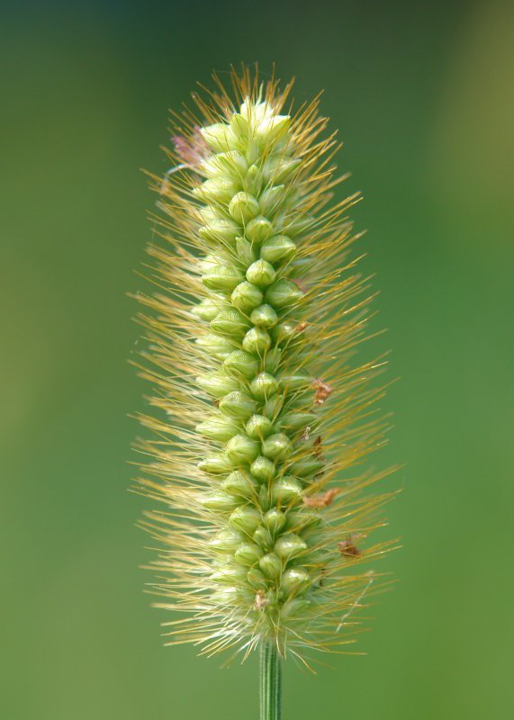 Panikula
