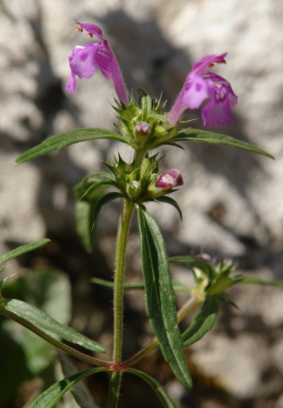 Loreak