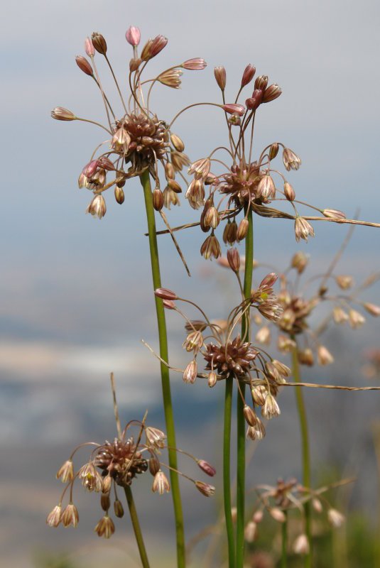 Loreak