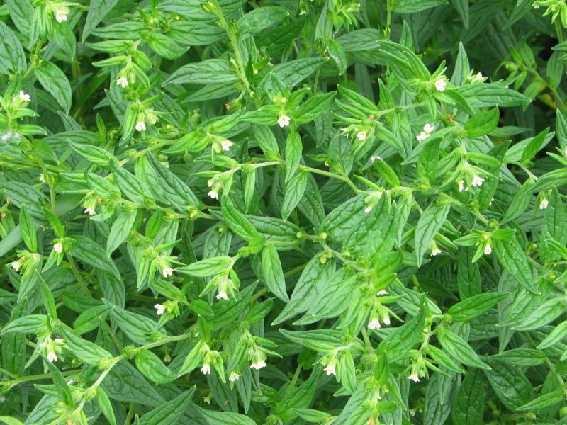 Landare multzoa