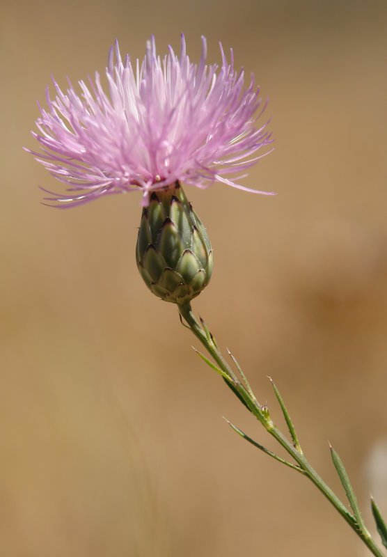 Lorea