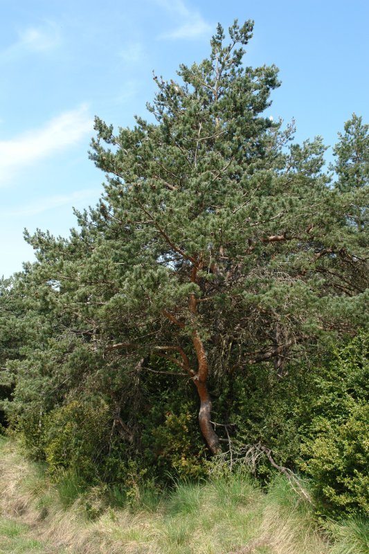 Landarea