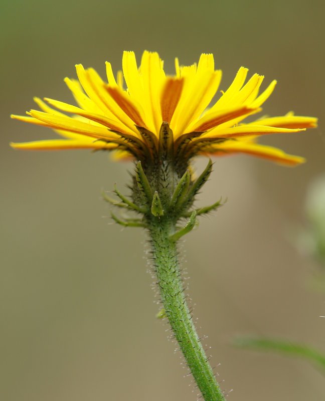 Lorea