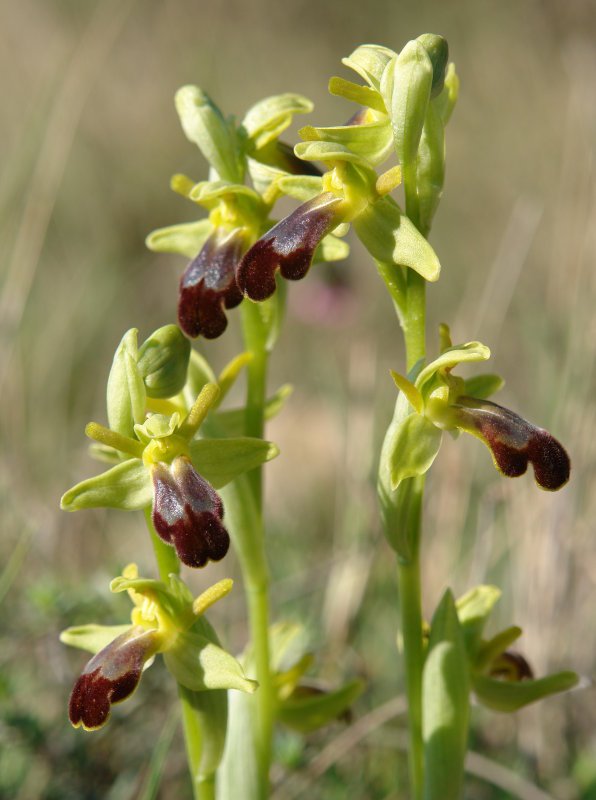 Lore multzoa